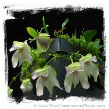 Image result for Utricularia appendiculata