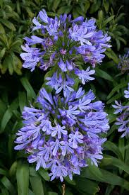 Image result for Agapanthus africanus