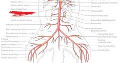 Blood vessels differ slightly in location from cat to cat. Cat Arteries And Veins Foreign Language Flashcards Cram Com