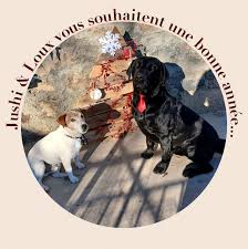 Coach Canin-Hélène Nivan, Pension canine comme à la maison