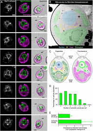 Maybe you would like to learn more about one of these? Direct Visualization Of Degradation Microcompartments At The Er Membrane Pnas