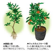 飾って楽しい みのって嬉しい ミカンの鉢植え の育て方 花ごころメディア 花ごころ