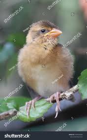 Bird Sitting On Branch Sparrow Bird Sitting On Tree Branch Family Sparrows Sparrow Can Be Found In Most Parts Of The World Sparrow Bird Stock Photos Bird
