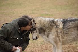 One Of The Volunteers At Howling Woods Farm Jackson Nj With His Adopted Wolf Dog Http Ift Tt 2gvjzwe Wolf Dog Dogs Wolf Poses