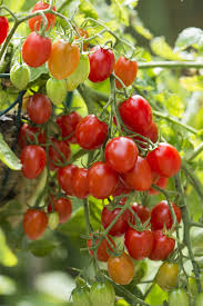 Check spelling or type a new query. Good Things Come In Small Packages Especially Tiny Tomatoes Garden Wcfcourier Com