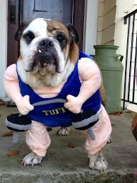 Buy now wonderful english bulldog costumes halloween with free delivery to u.s. Bulldog Halloween Costumes Bulldog Halloween Costumes Dog Halloween Costumes Cute Baby Animals
