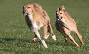 Image result for lurcher dog