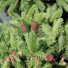 Pusch dwarf norway spruce is a small, unique, slow growing conifer that works as a creative accent addition to rock, zen and contemporary gardens. Pusch Norway Spruce Picea Abies Pusch In Inver Grove Heights Minnesota Mn At Gertens