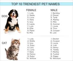 Male, female, and first, we'll look at the 100 most popular cat names today. 1200 Names Of Black German Shepherd 1300 Names Of Black German Shepherd Are From Https Blackgermanshepherd Info Bla Huisdier Namen Hondennamen Huisdieren