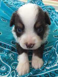 Litter Of 7 Miniature Australian Shepherd Puppies For Sale In Archer F Miniature Australian Shepherd Australian Shepherd Miniature Australian Shepherd Puppies