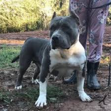 Don't settle for anythng less than the best. Xl Xxl Pitbull Puppies For Sale Grey American Pitbull Xl