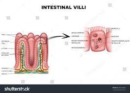Intestinal Villi And Microvilli Detailed Anatomy On A White Background Human Digestive System Anatomy Digestive System Anatomy