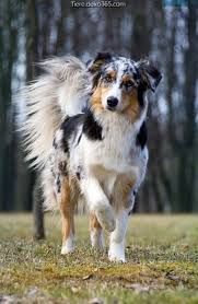 If they don't get a chance to exercise and challenge their strongly developed mental and physical activities, they are apt to become frustrated and difficult to live with. 10 Australian Shepherd Ideen Australische Schaferhunde Australian Shepherd Aussie Welpen