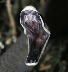 Mimpi terkadang bukan hanya sebuah bunga tidur semata, mimpi juga kadang merupakan pertanda bagi kehidupan kita kedepan. Mengapa Bermimpi Ular Hitam Apa Yang Perlu Dilakukan Apa Yang Perlu Disediakan Kenapa Mimpi Ular Hitam