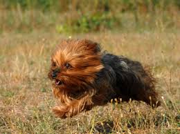153 586 просмотров 153 тыс.der yorkshire terrier ist ein kleiner und intelligenter jagdhund aus großbritannien. Yorkshire Terrier Tipps Fur Die Erziehung