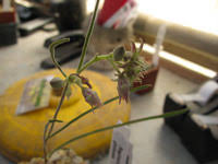 Image result for Raphionacme globosa