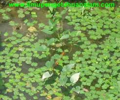 Tanaman bunga teratai merupakan jenis tanaman yang unik. Pengertian Dan Contoh Adaptasi Morfologi Fisiologi Tingkah Laku Pada Makhluk Hidup Manusia Hewan Tumbuhan My Post