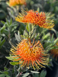 Image result for Leucospermum