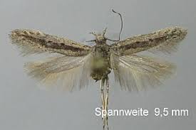 Image result for Scrobipalpula diffluella