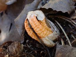 Image result for Pseudocolus schellenbergiae