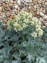 Image result for Crambe kilimandscharica