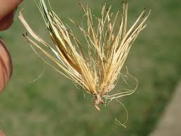 Image result for Sporobolus stapfianus