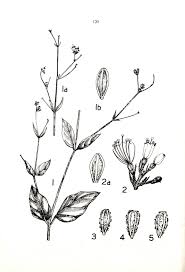 Image result for Boerhavia cordobensis