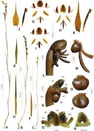 Image result for Centrostigma occultans