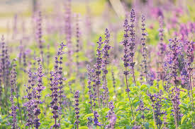 Maybe you would like to learn more about one of these? 22 Purple Flowers For Gardens Perennials Annuals With Purple Blossoms