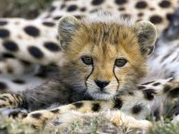 Pin By Sidneybarjon On Trop Mignon Cute Animals Cute Baby Animals Baby Animals Pictures