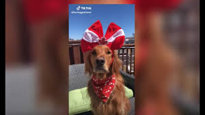 Lizzo Truth Hurts Tiktok Compilation Video Youtube