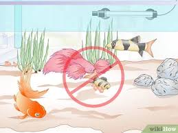 Betta fish, also known as siamese fighting fish, are some of the most colorful and elegant species of freshwater fish. 3 Ways To Add A Betta To A Community Tank Wikihow