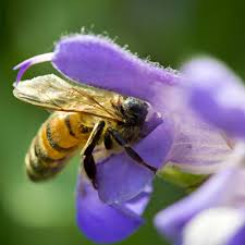 Bees and flowers have mutually beneficial relationships. How To Attract Bees To Your Garden The Home Depot