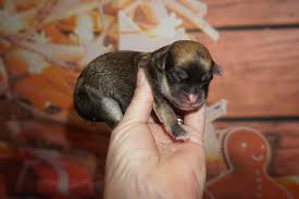 We've got puppies for sale in michigan! Havanese Tlc Puppy Love