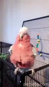Pin By Beyza Gokdogan On Birds Planet Video In 2020 Cute Baby Animals Funny Animal Videos Funny Parrots