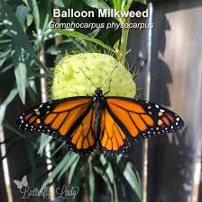 Image result for Gomphocarpus swynnertonii