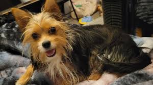 Fundraiser by Patricia Sleeper : Help pay puppy's vet bills