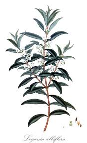 Image result for Loganiaceae