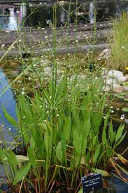 Image result for Alisma plantago-aquatica