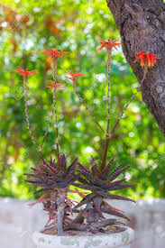 Coolest aloe i currently own (a. Aloe With Purple Leaves Flowering Aloe Plant In A Pot Desert Stock Photo Picture And Royalty Free Image Image 145547950