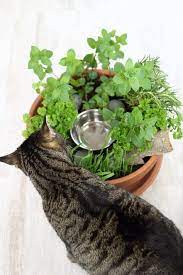 diy katzengarten fur wohnungskatzen selber machen mary loves katzengarten wohnungskatzen katzengras
