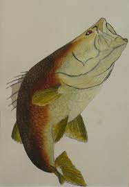 Lagoon Barramundi Fish Pet Fishing Addict Animals