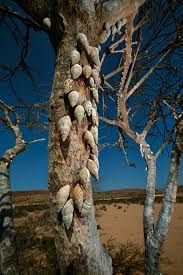 Where The Weird Things Are Socotra Unique Trees Nature Tree