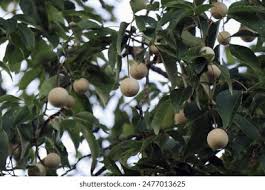 Image result for Khaya