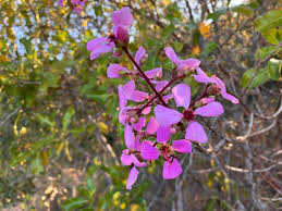 Image result for Dichaetanthera corymbosa