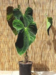 Anthurium Papillilaminum Croat Plant In 6 Pot Kens Philodendrons Plants Anthurium Anthurium Plant