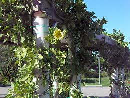 Image result for Solandra maxima