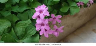 Image result for Oxalidaceae