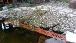 Doch wie funktioniert das ? Probleme Durch Biogene Entkalkung Hobby Gartenteich