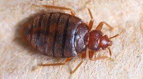 These pests normally climb the walls to the ceiling and drop down to their host as they are attracted to the warmth and presence of carbon dioxide. Pest Identification Novelty Oh Patton Pest Control